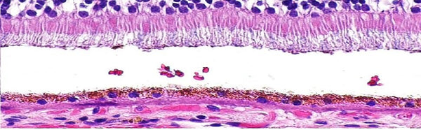 Benz Microscope H&E Stain Kit, Hematoxylin (Ehrlichs) Eosin