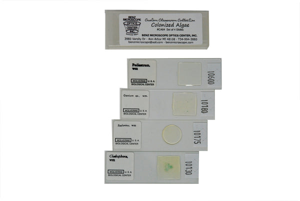 Colonized Algae (USA#CA04) - Benz Microscope Optics Center