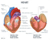 Human Anatomy Heart Model, 2-Parts with Stand and Key Card (GPI 250)