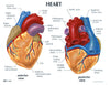 Human Anatomy Heart Model, 2-Parts with Stand and Key Card (GPI 250)