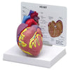 Human Anatomy Heart Model, 2-Parts with Stand and Key Card (GPI 250)